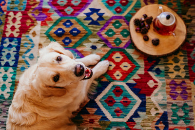 Does Owning a Dog Help You Live Longer?