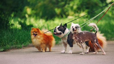 The Ultimate Guide to Los Angeles Dog Parks
